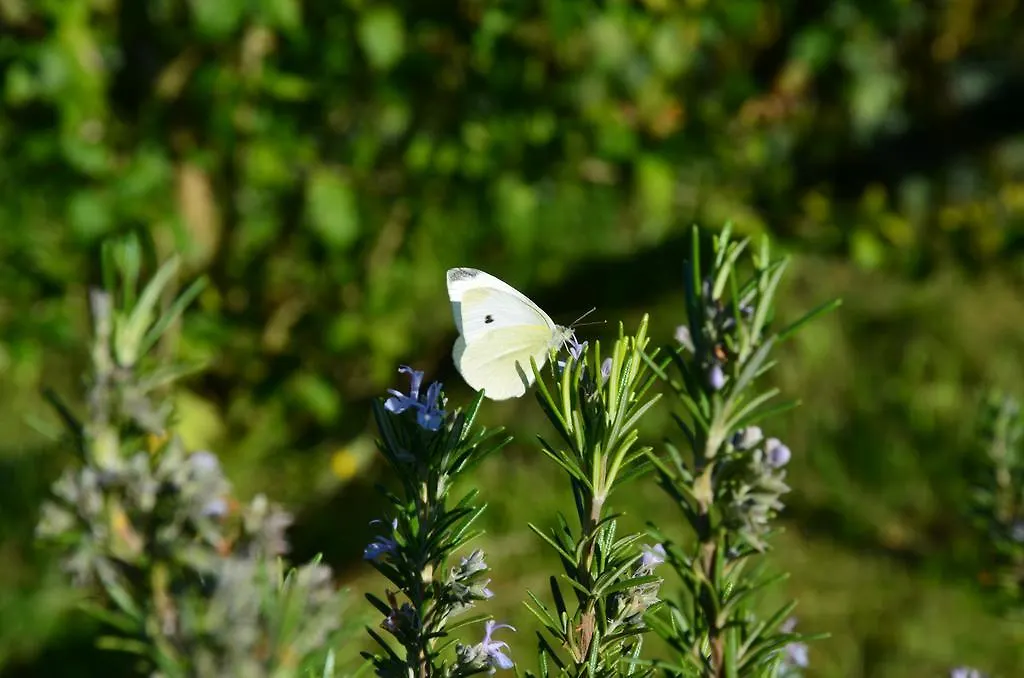 Villa Agriturismo Al Podere Di Rosa à SantʼAlessio Siculo Séjour à la ferme