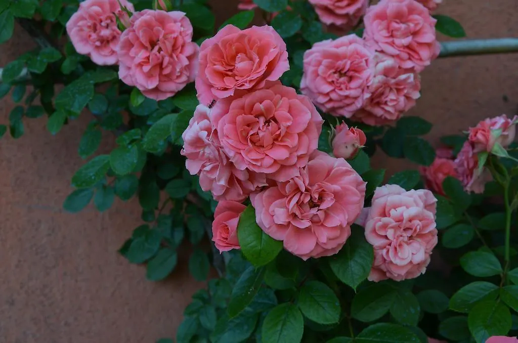 Agriturismo Al Podere Di Rosa Lucca 0*,